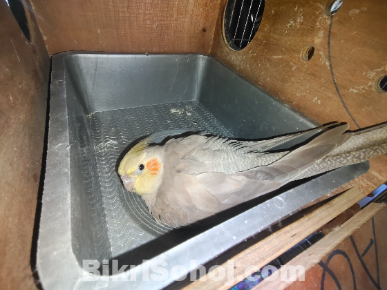 Cockatiel master pair